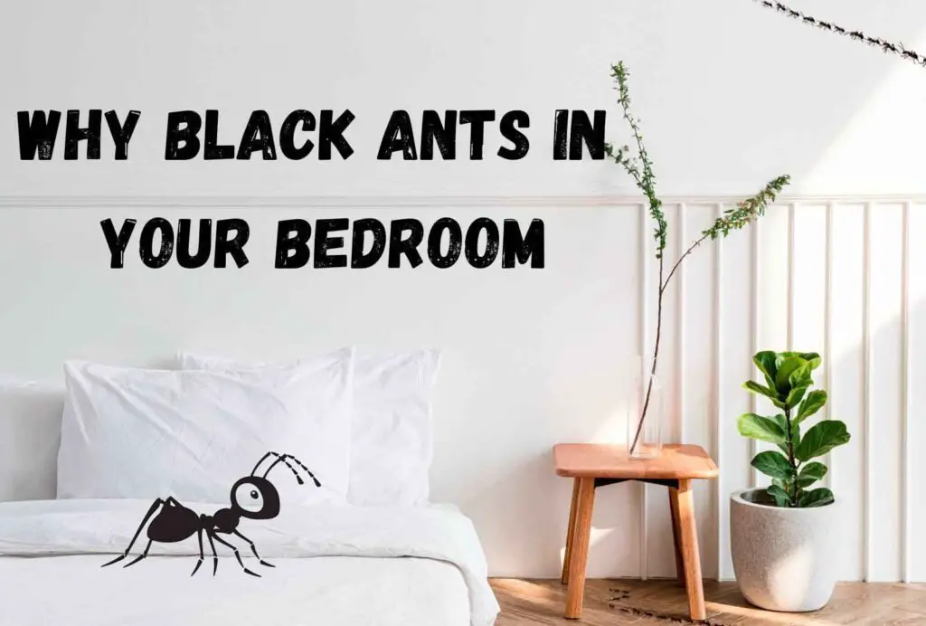 Why black ants in bedroom