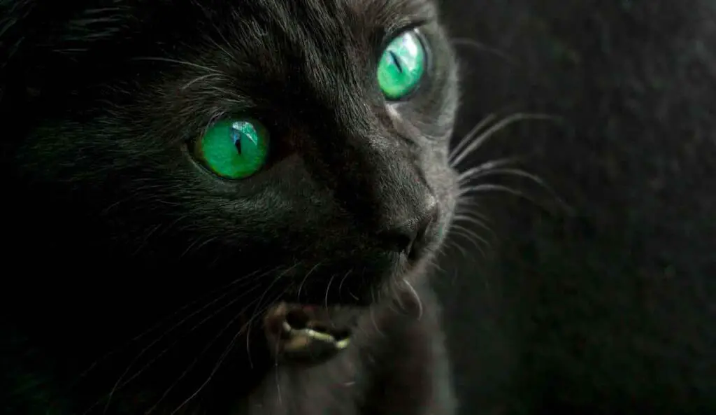 Black cat with green eyes meaning