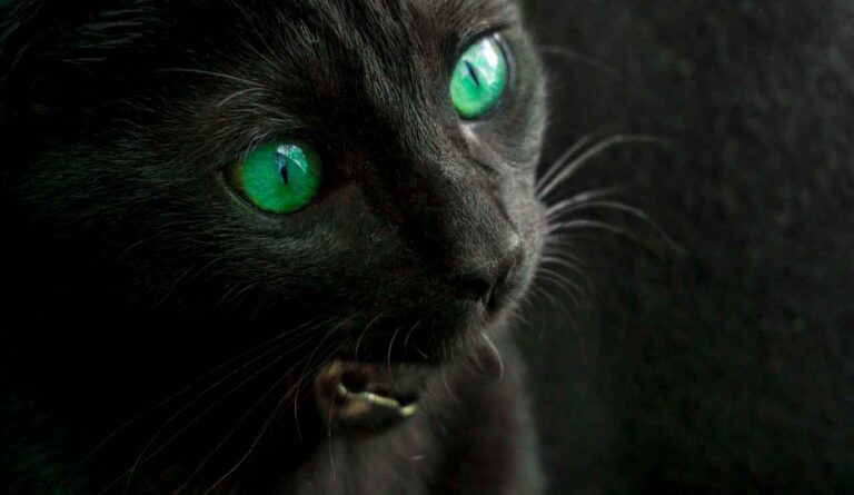 Black Cat with Green Eyes Spiritual Meaning: Lucky or Unlucky?