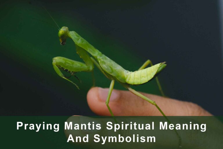 Praying Mantis Spiritual Meaning & Symbolism