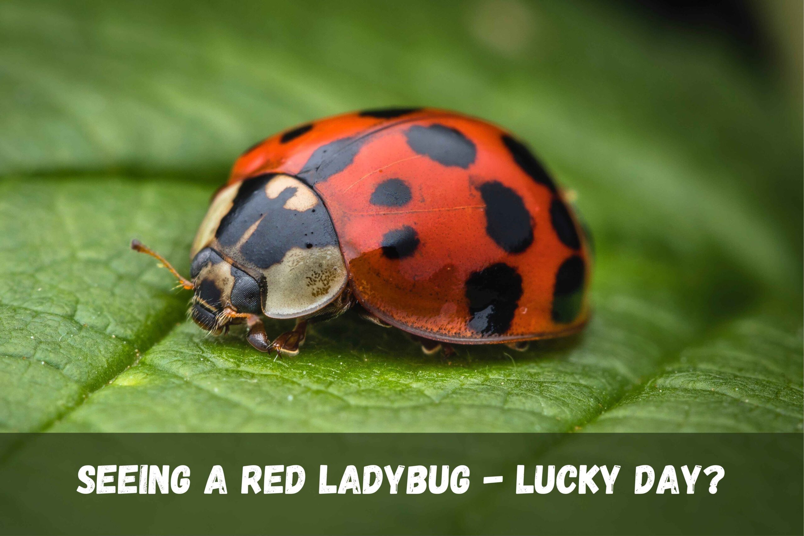 Symbolism of a Lady Bug: Good Luck Spiritual Ladybug Meaning