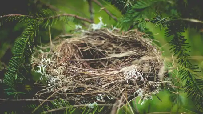 Spiritual Meaning Of Finding An Empty Birds Nest