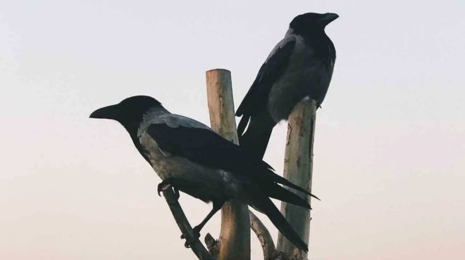 Spiritual Meaning of Seeing 2 Crows