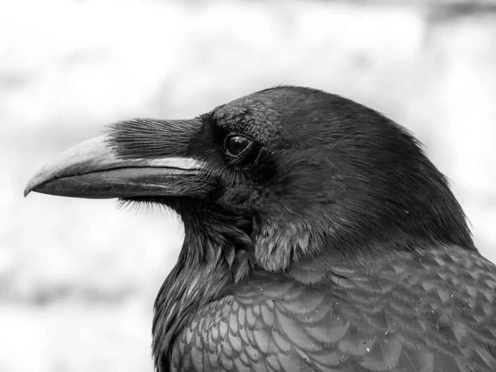Spiritual Meaning of Seeing a Raven - Spirit Animal