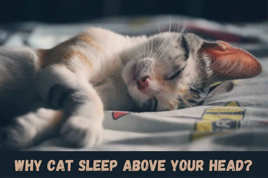 why cat sleep above your head