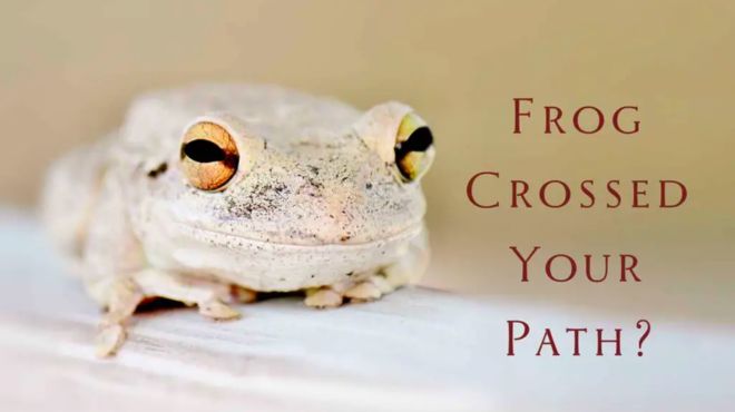 What Does It Mean When a Frog Visits You Or Crosses Path  