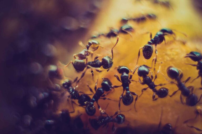 12 Spiritual Meanings of Small Black Ants In the House