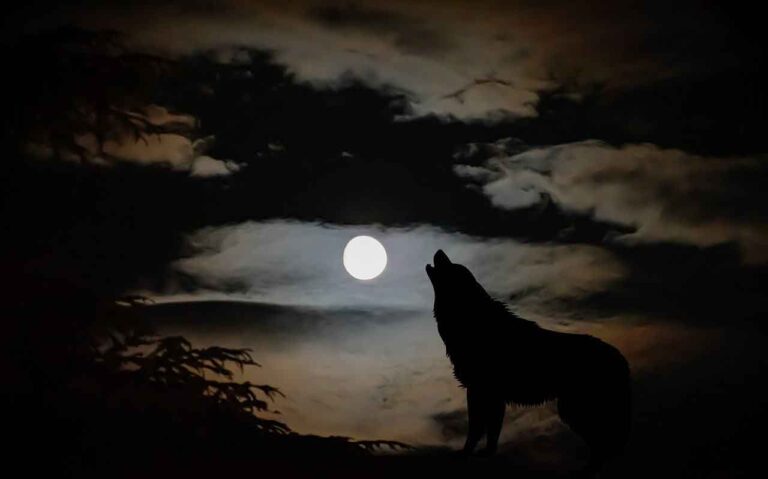 Wolf Howling At the Moon Spiritual Meaning & Symbolism