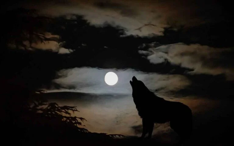 Wolf Howling At the Moon Spiritual Meaning & Symbolism