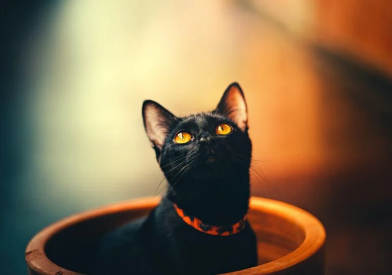 9 Spiritual Meanings of Black Cats In Dreams