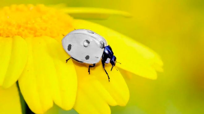 ladybug Harmony and Balance: Embracing Equilibrium