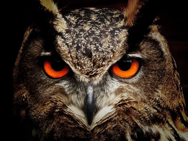 Owl Symbolism & Spiritual Meaning | Spirit Animal
