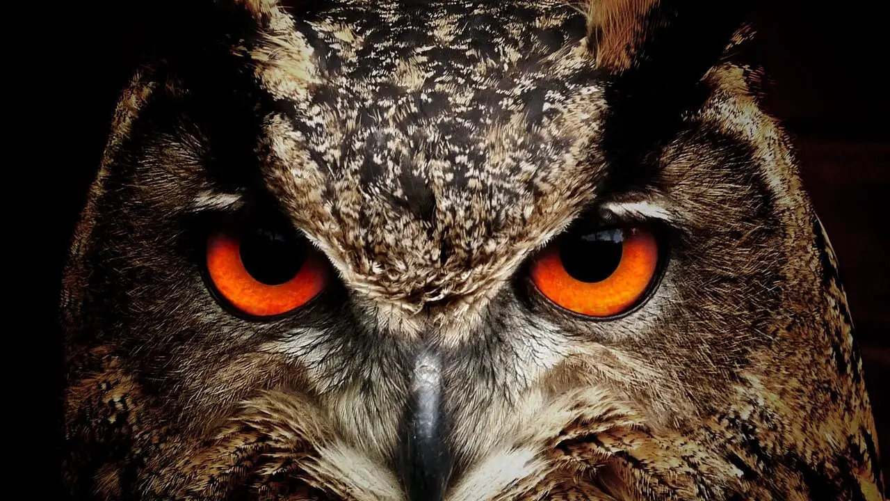 Owl Symbolism & Spiritual Meaning | Spirit Animal