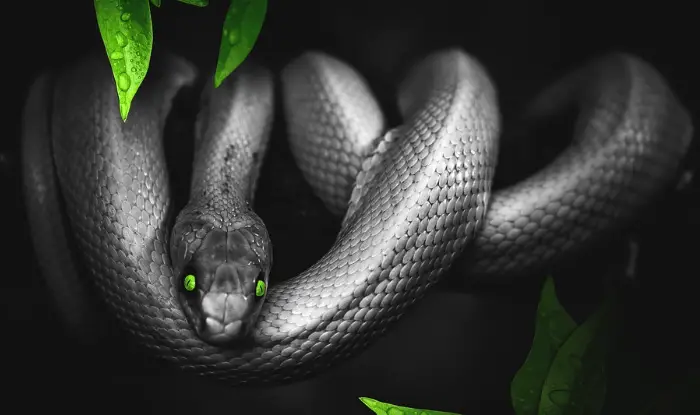 Dream about Black Snake? Spiritual Meaning and Dream Interpretation