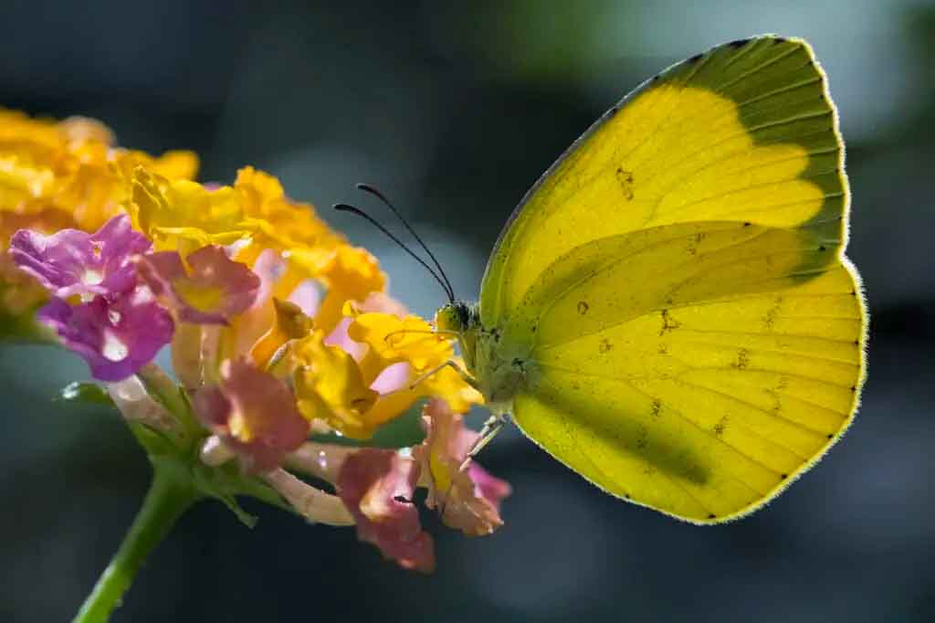 Spiritual Meaning of Yellow Butterfly: Happiness, Joy, Hope
