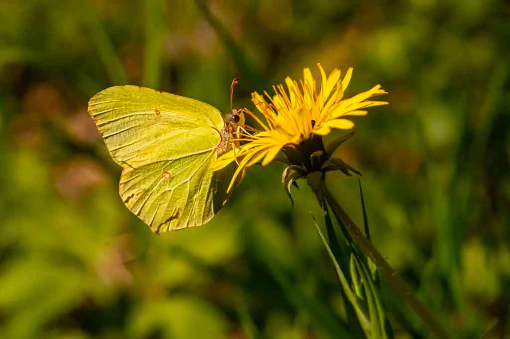 Yellow butterfly meaning