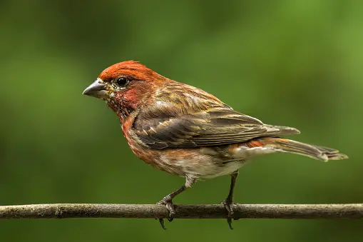 What Does It Spiritually Mean When A Finch Visits You