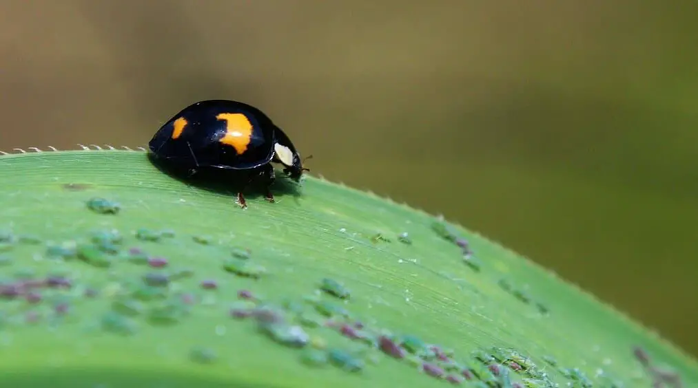 Myths and Legends Surrounding Black Ladybugs