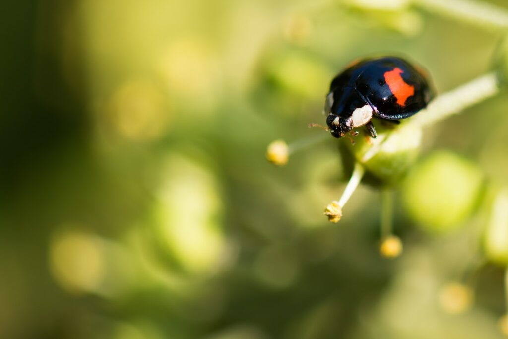 Spiritual Meaning of Black Ladybug