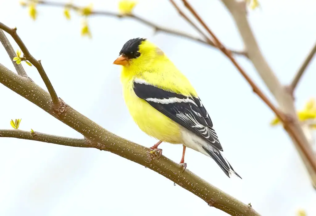 Spiritual Meaning of a Yellow Cardinal - Hope