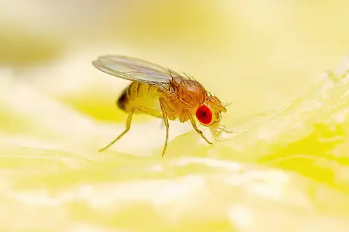 Fruit Flies and Gnats Spiritual Meaning: Cleansing Energy