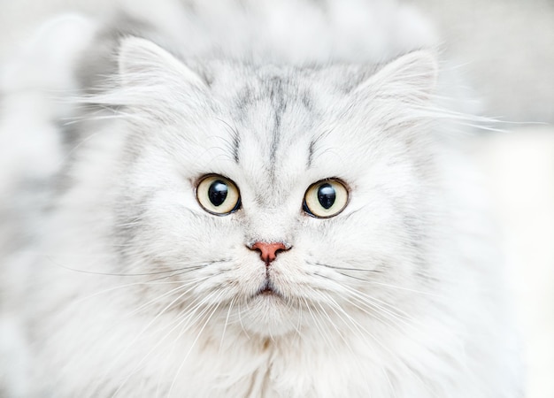 White And Grey Cat Spiritual Meaning | Good Luck