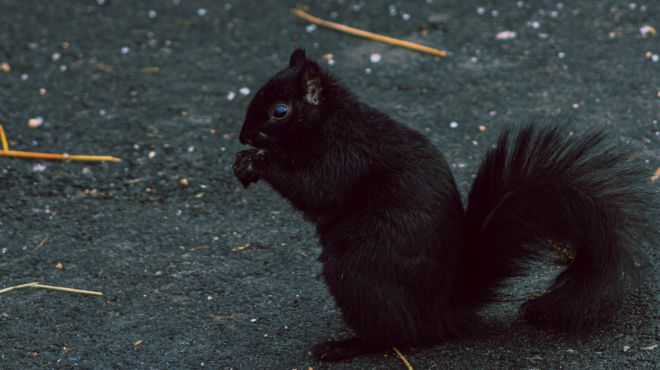 Black Squirrel Spiritual Meaning & Symbolism