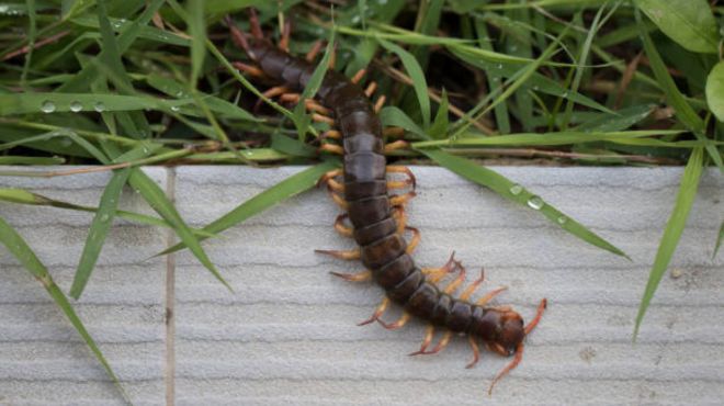 Centipede Dream Spiritual Meaning