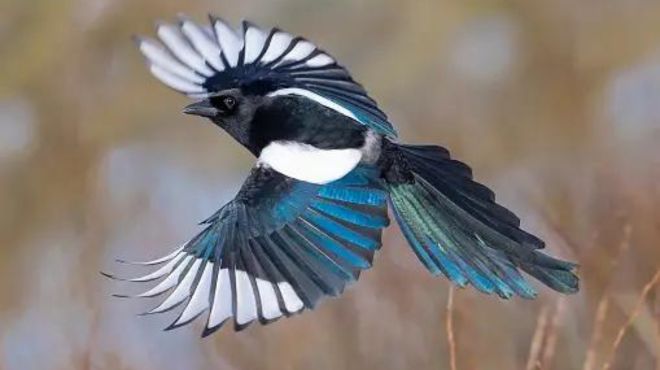 Dead Magpie Spiritual Meaning and Symbolism