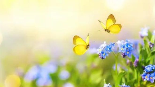 Spiritual Meaning of Two Butterflies Flying Together