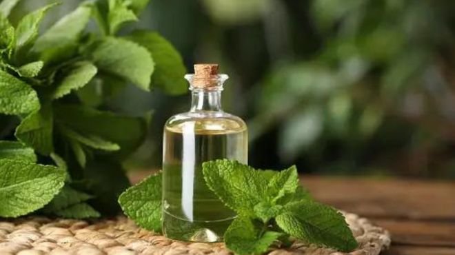 Spiritual Meaning of Mint