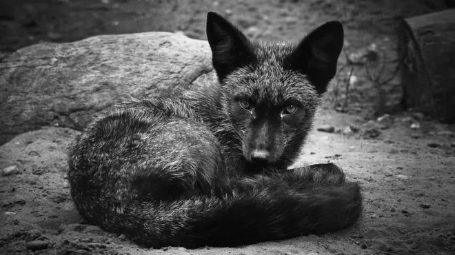 Black Fox Spiritual Meaning
