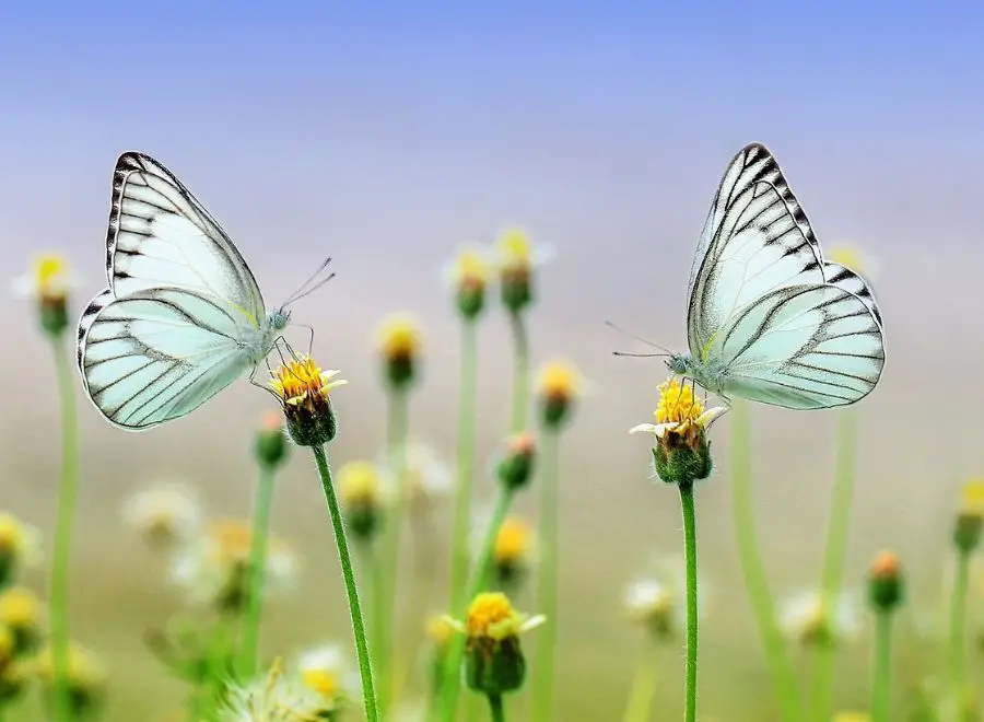 Misconceptions and Truths: Clarifying Beliefs about Two Butterflies Flying Together