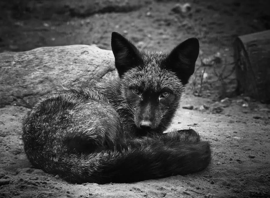 Black fox on the ground, emanating a sense of earthy spirituality and raw natural presence.