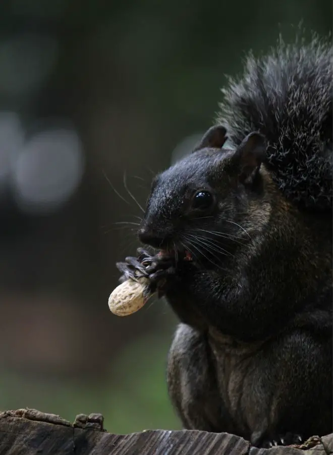 The Cultural Significance of Black Squirrels