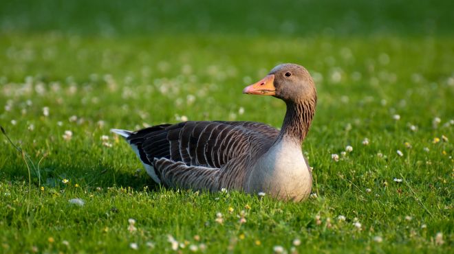 Spiritual Meaning of Goose: 2, 3, 4 and Flock of Geese Symbolism