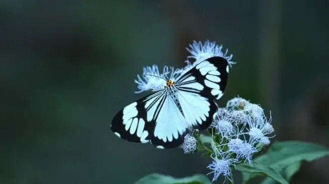 What Does a Moth Mean Spiritually & Symbolically?