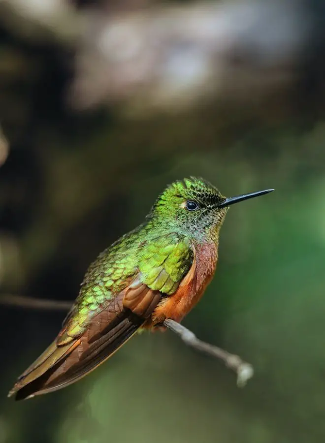 Biblical, Hinduism & Spiritual Meanings of Hummingbird Dreams