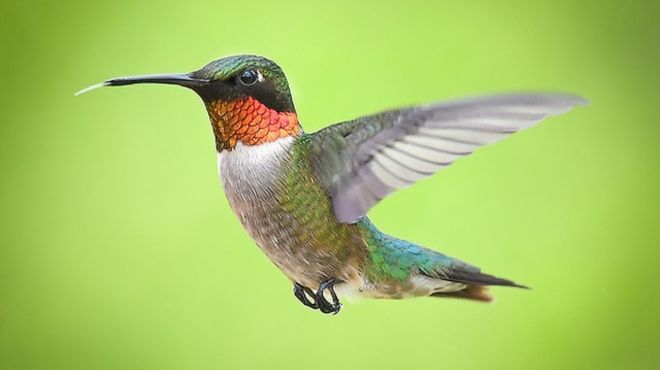 Seeing Hummingbird in Dream Meaning