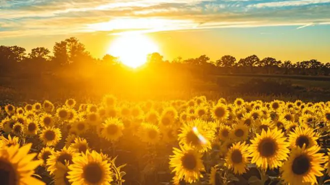 What Do Sunflowers Mean Biblically