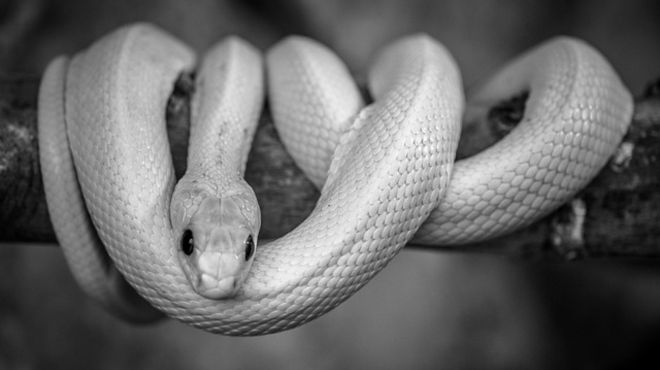 Biblical Meaning of a White Snake in a Dream