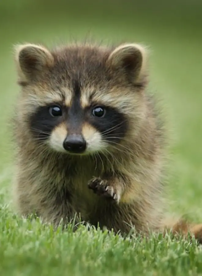 Biblical and Hindu Meanings of Seeing a Raccoon