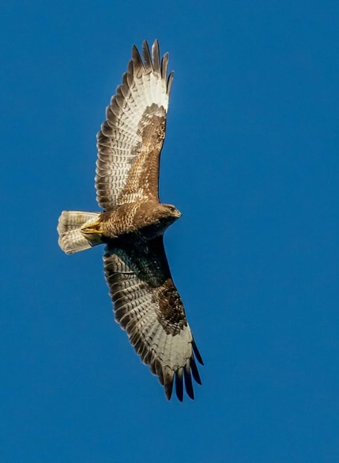 Biblical and Hinduism Meanings of Hawk Circling Overhead