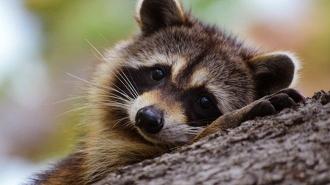 Spiritual Meaning of Seeing a Raccoon