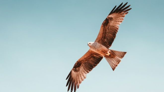 Spiritual Meanings of Hawk Circling Overhead