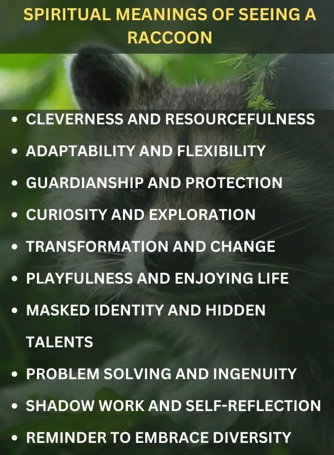 Spiritual Meanings of Seeing a Raccoon