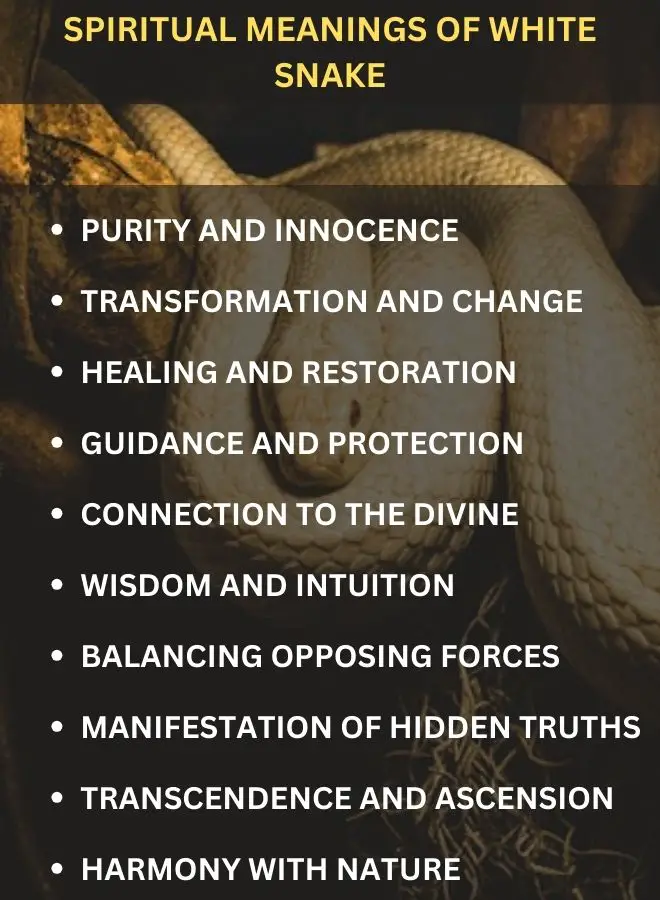 Spiritual Meanings of White Snake