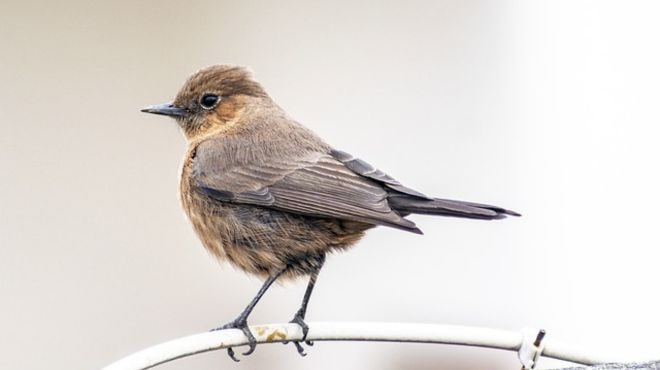 What does it mean when a Brown bird comes to your Window?