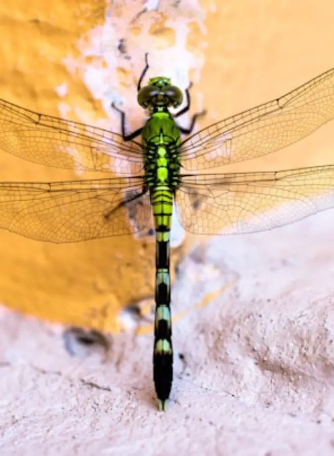 Biblical and Hindu Meanings of a Dead Dragonfly