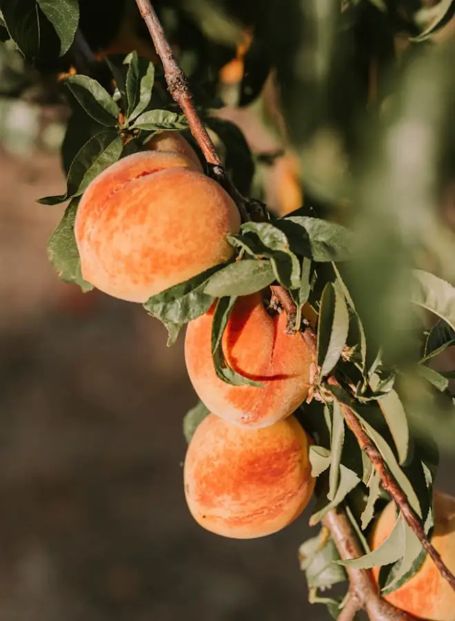 Biblical and Hinduism Meaning of Peaches